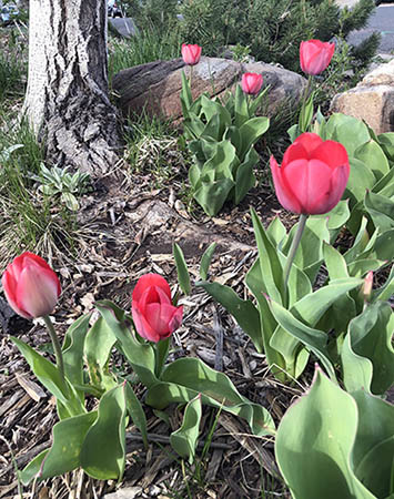 Pink tulips. 