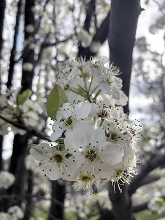 Apple blossom flower.