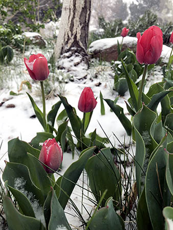 Pink tulips in snow. 