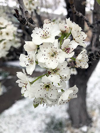 Apple blossom flower with snow. 