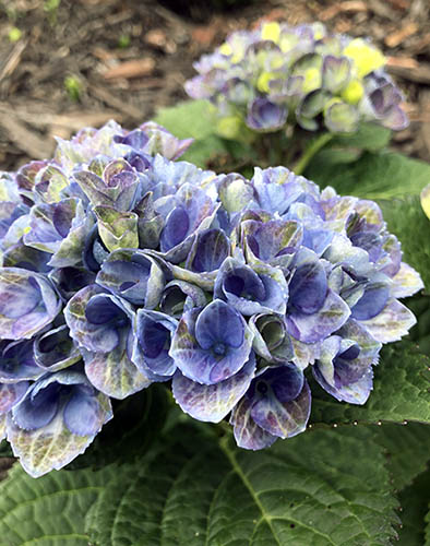 Blueish purple flowers.