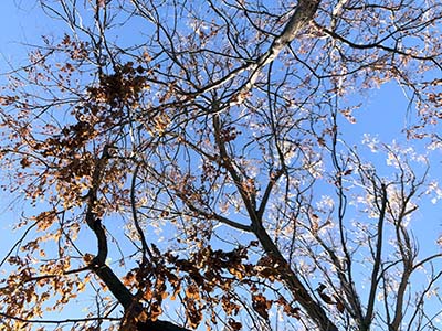Beautiful blue sky seen between branches. 