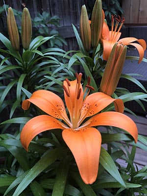 Orange lily