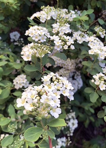 Beautiful white flowers.