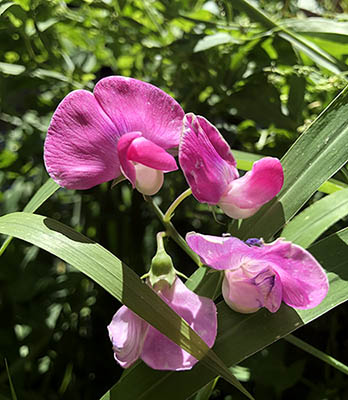 Pink sweet pea flower