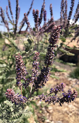 Flowers at a park