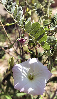 pink and white flower at a park