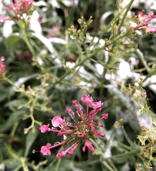 pink flower with snow
