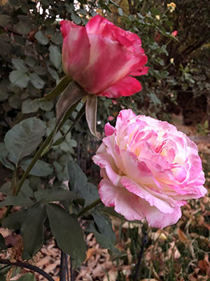 two pink roses