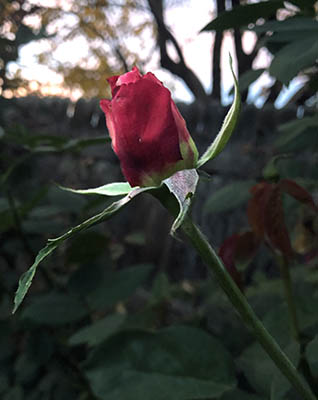 pink rosebud