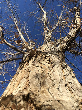 Winter tree with bare branches